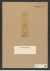 Nitzschia sp. (de-Toni-Nr.: Genus 47) Zeichnungen Sammlung Grunow Nr. 4419 (NHMW-BOT-W0379705)